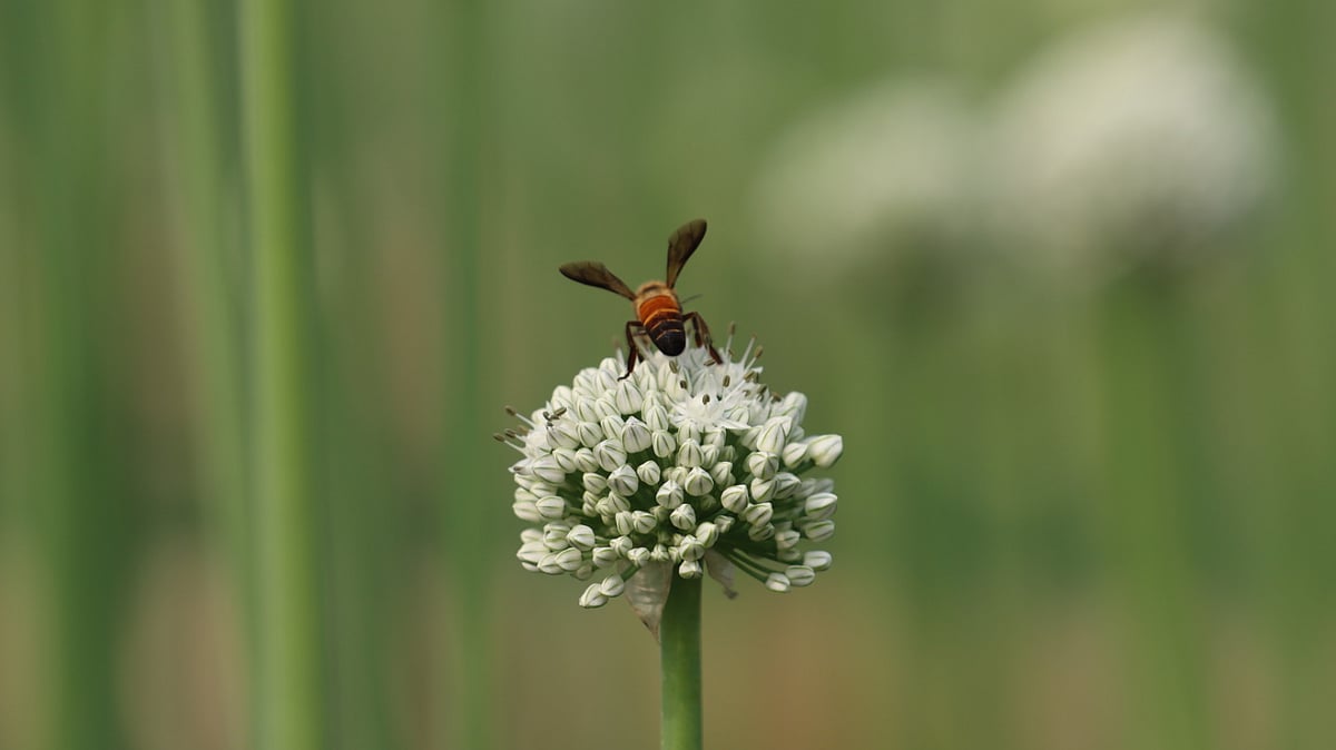  ছবি: এম সাদেক