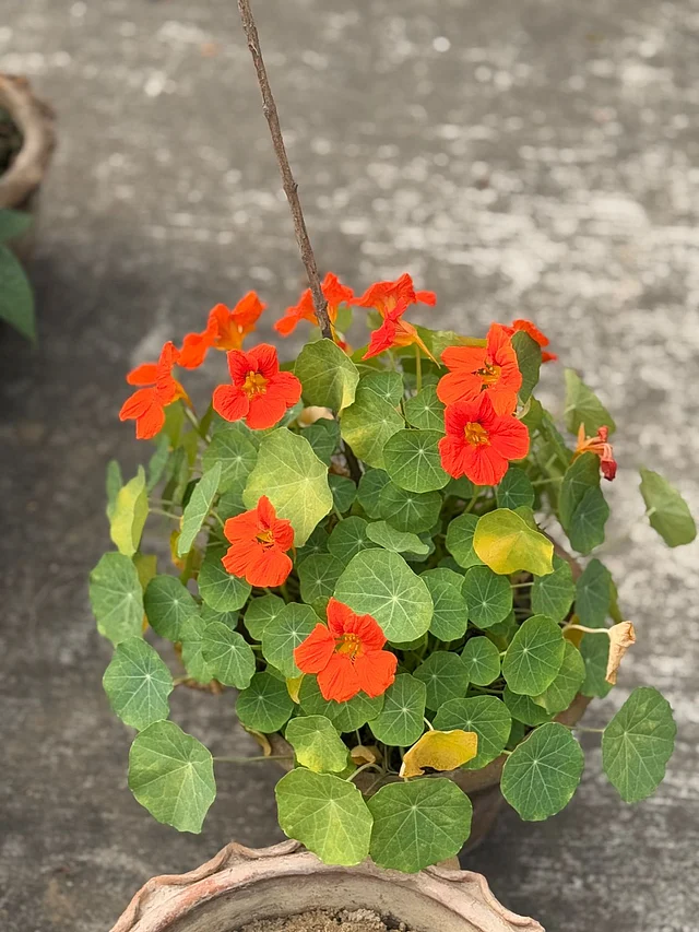 ন্যাস্টারশিয়াম  বীরুৎ জাতীয় উদ্ভিদ