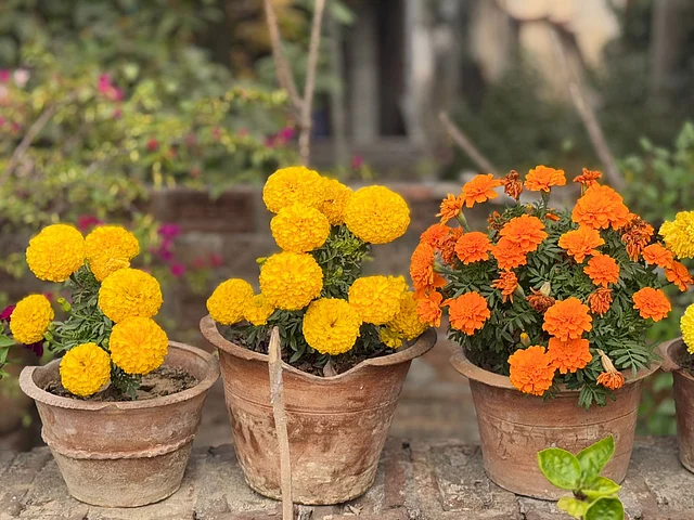 কয়েক ধরনের গাঁদা