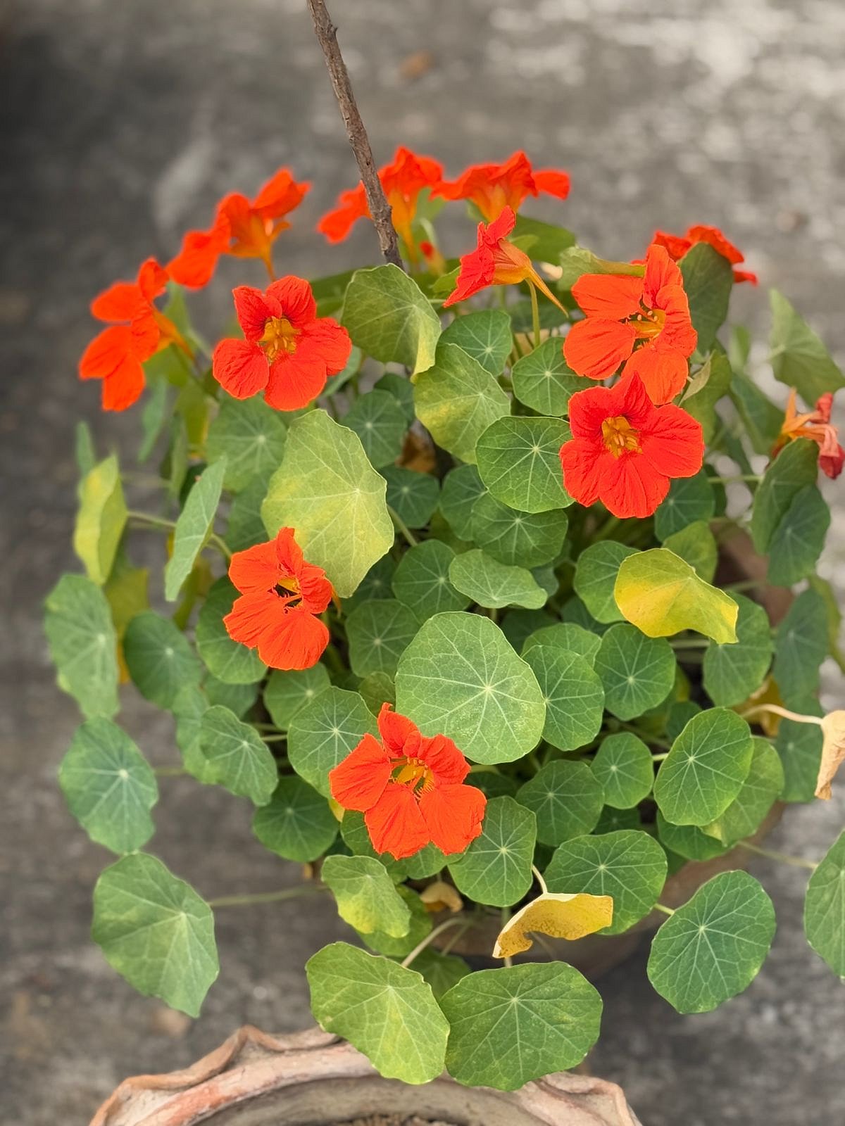 অদেখা শীতের ফুল ন্যাস্টারশিয়াম