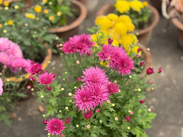 চন্দ্রমল্লিকা