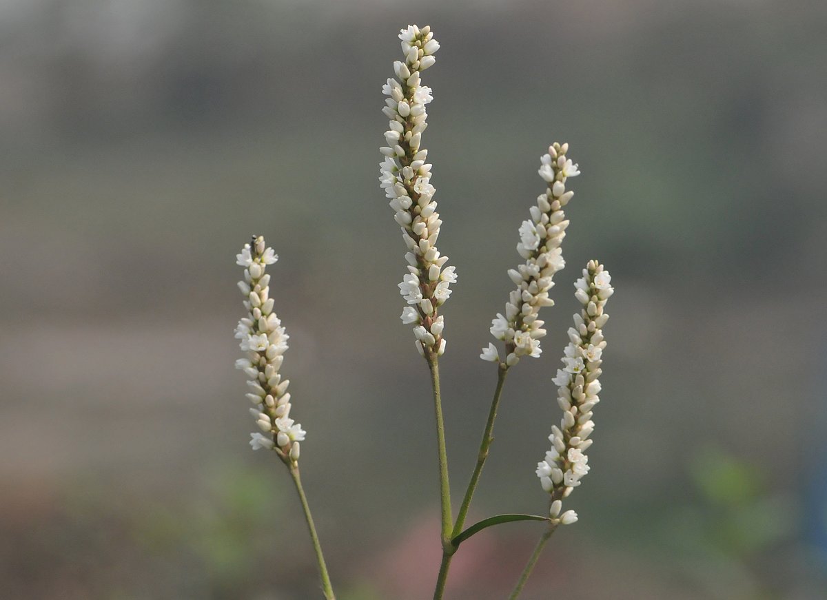 ছবি: জিয়া ইসলাম 