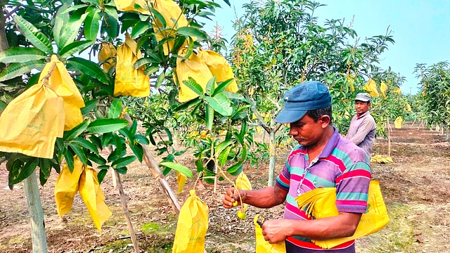 মাছি ও পোকামাকড়ের হাত থেকে রক্ষা পেতে আমে পরানো হচ্ছে বিশেষ কার্বন ম্যাঙ্গো ব্যাগ। গত শুক্রবার দিনাজপুরের বোচাগঞ্জ উপজেলার পূর্ববর্ষা গ্রামে