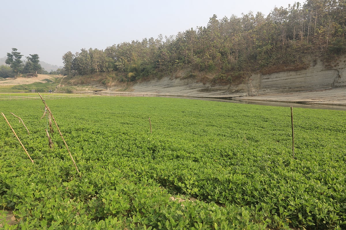সাঙ্গু নদীর পাশে বিস্তীর্ণ এলাকাজুড়ে বাদামের খেত 