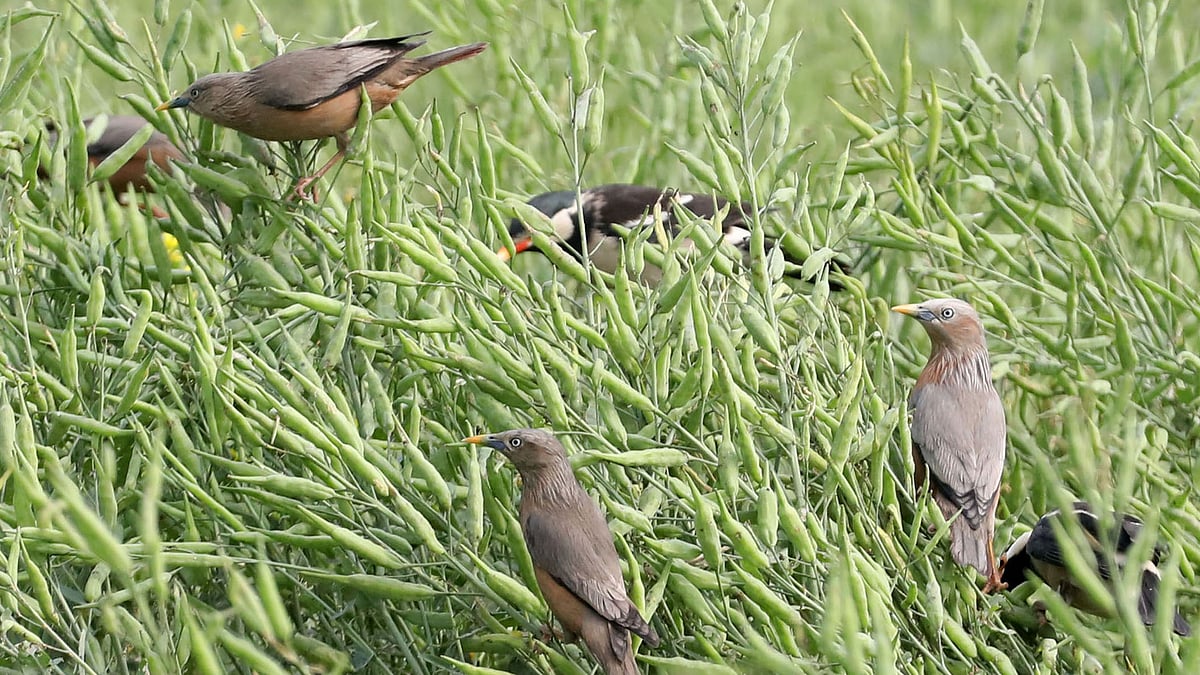 শর্ষেখেতে খুটে খুটে খাবার খাচ্ছে কাঠশালিক পাখি