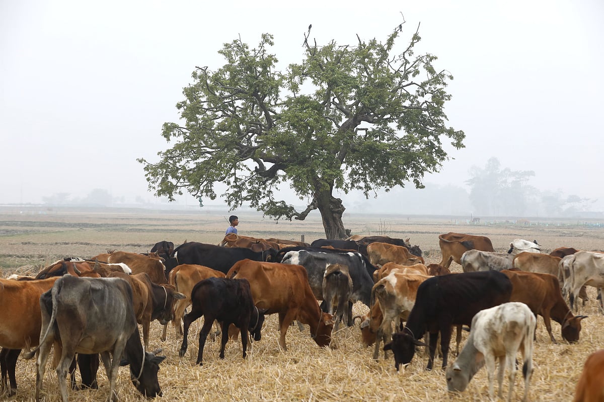 গ্রামের বেশ কয়েকজনের গরু নিয়ে মাঠে এসেছে দুই কিশোর 