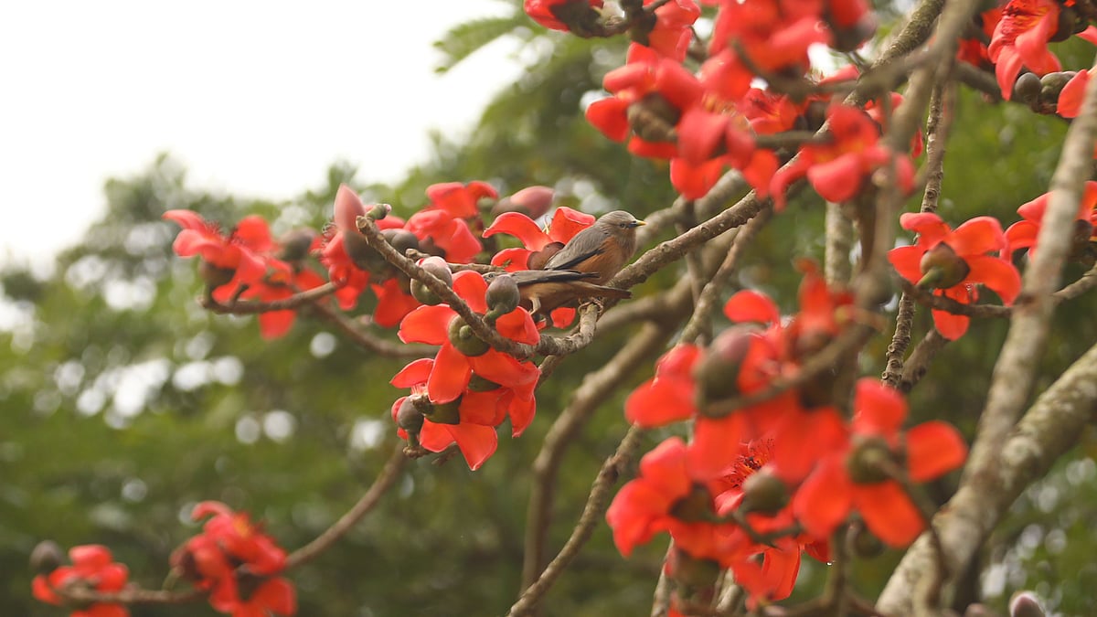 শিমুল ডালে দুই কাঠশালিক 