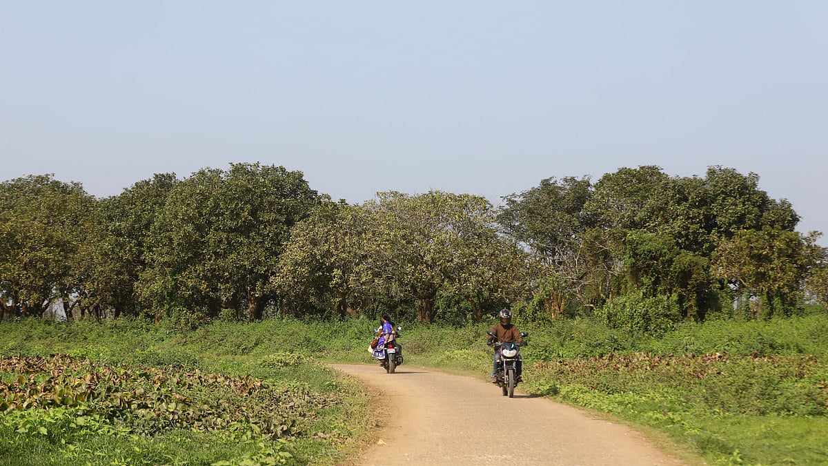 জলাবনের ভেতর দিয়ে গেছে এমন রাস্তা