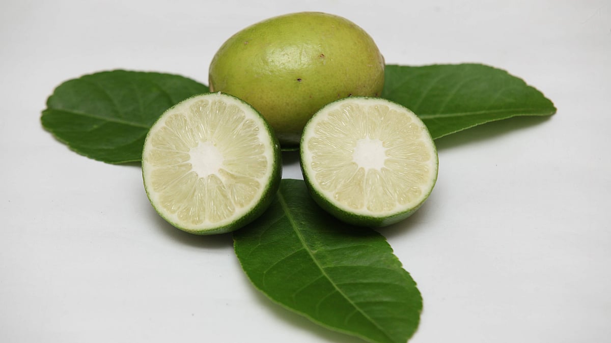 লেবুপাতার স্বাস্থ্যগুণ অসাধারণ