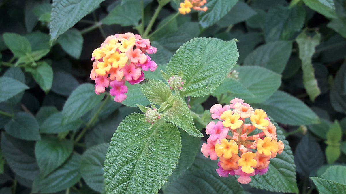 ছবি: আকমল হোসেন