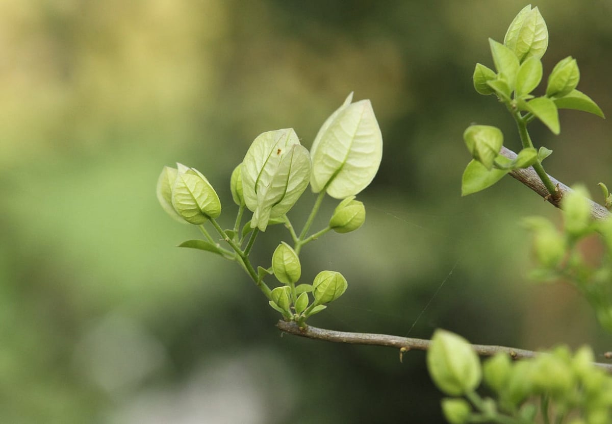 গাছজুড়ে নতুন পাতা। কুমড়াটিলা, রাঙামাটি 