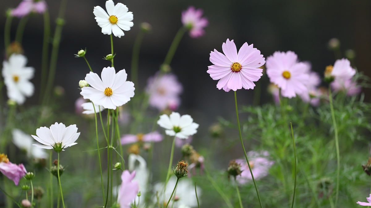 ছবি: আনিস মাহমুদ 