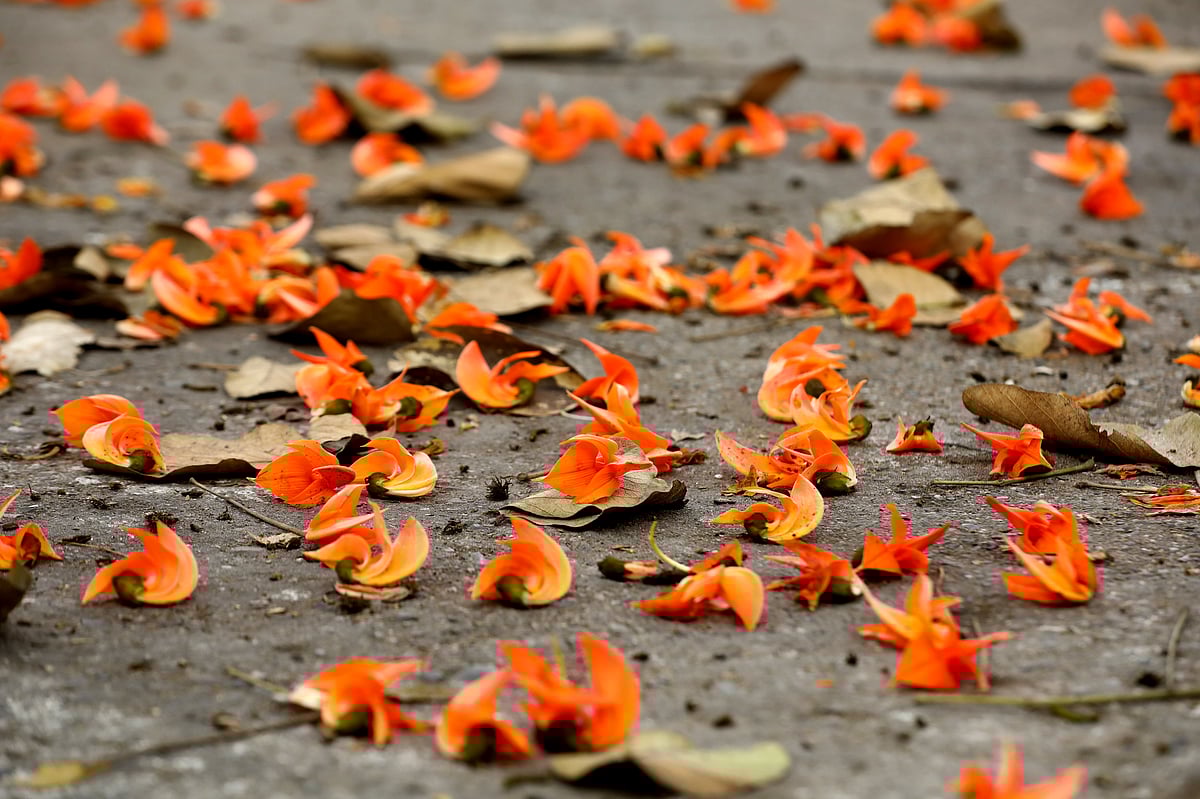 বসন্ত বাতাসে ঝরে পড়েছে পলাশ ফুল