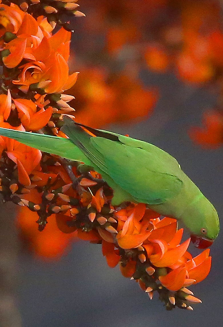 পলাশের রঙে লেগেছে নেশা, বসন্ত এসে গেছে
