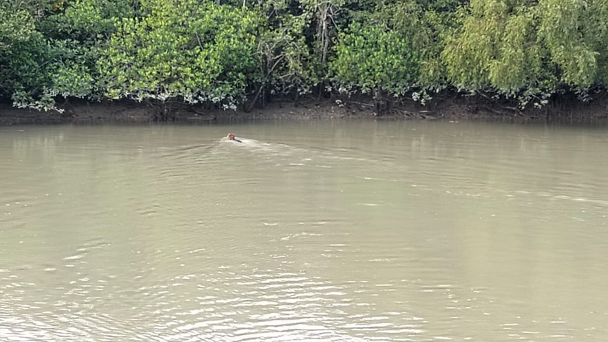 ছবি: পর্যটকের সৌজন্যে পাওয়া