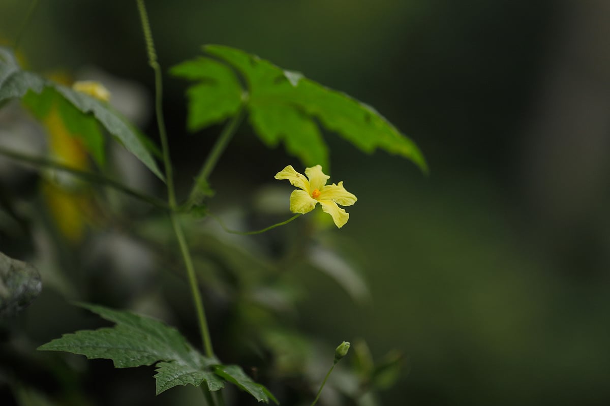  ছবি: সাদ্দাম হোসেন 