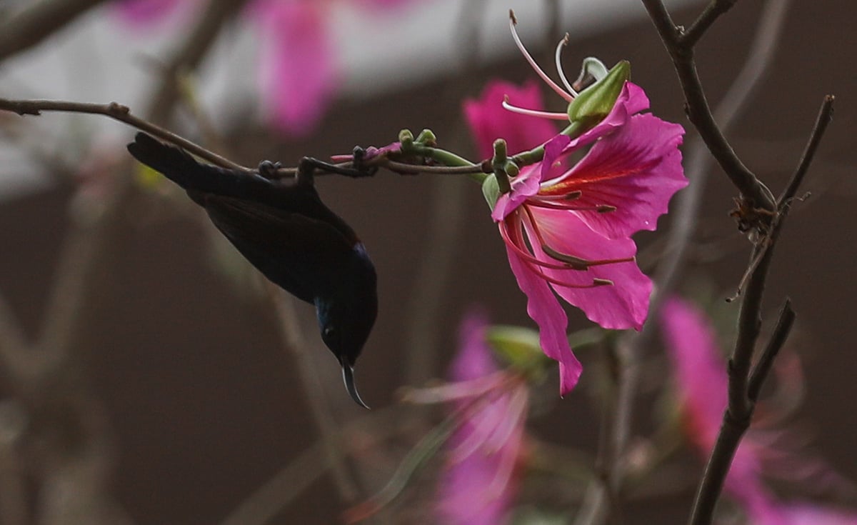 ছবি: সাদ্দাম হোসেন 