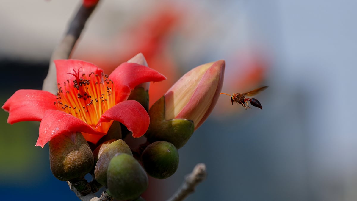 ছবি: সাদ্দাম হোসেন
