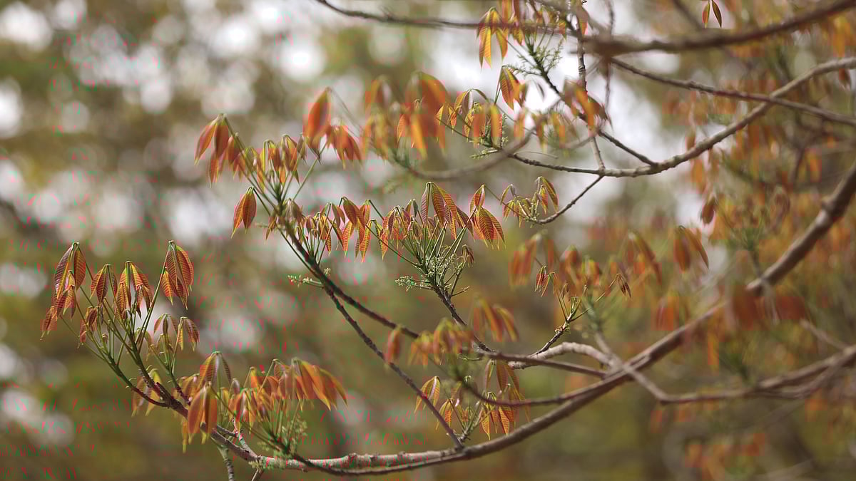চোখজুড়ানো কচি পাতা। প্রকৃতি সাজছে নতুন রূপে।