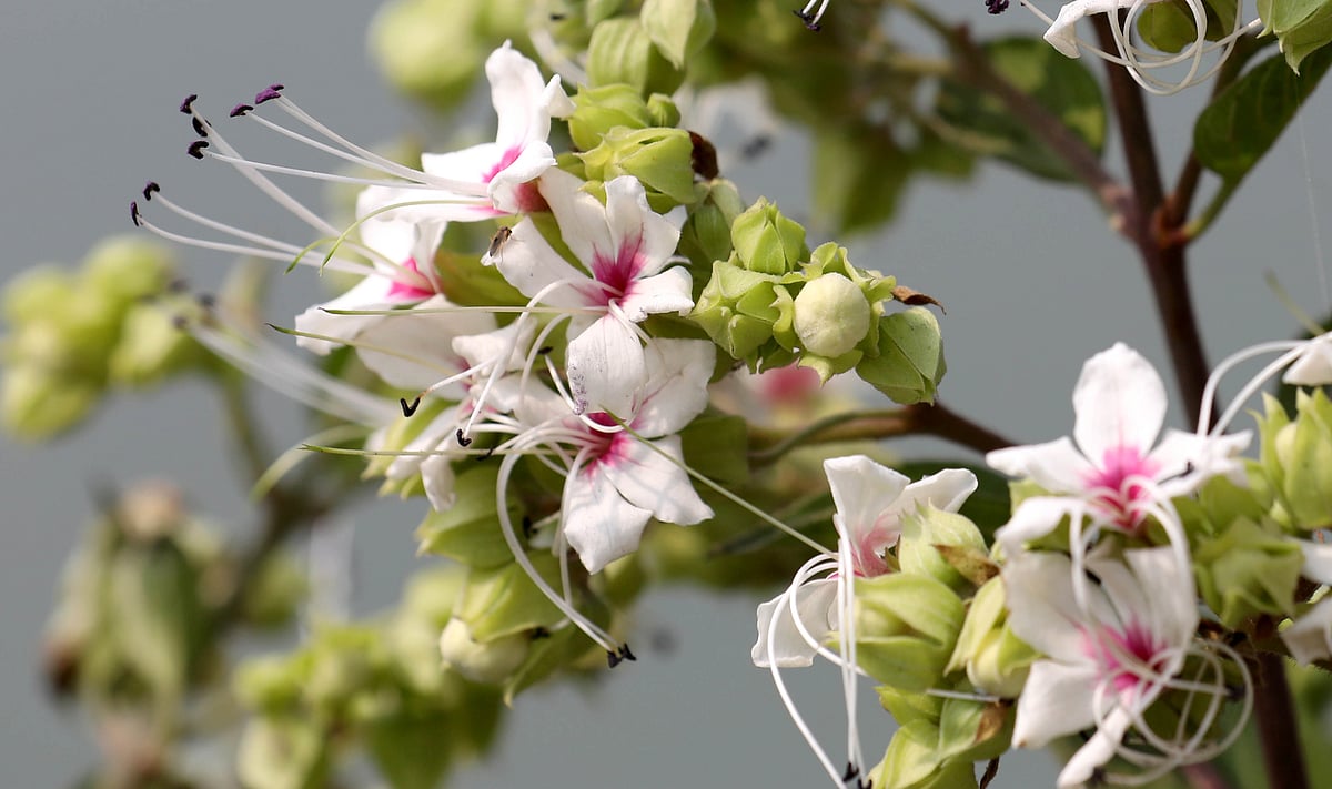 ঝোপজঙ্গলে ফুটে থাকা ভাঁটফুল আলো ছড়াচ্ছে