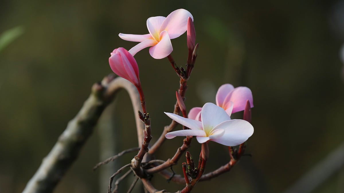 ছবি: মংহাইসিং মারমা