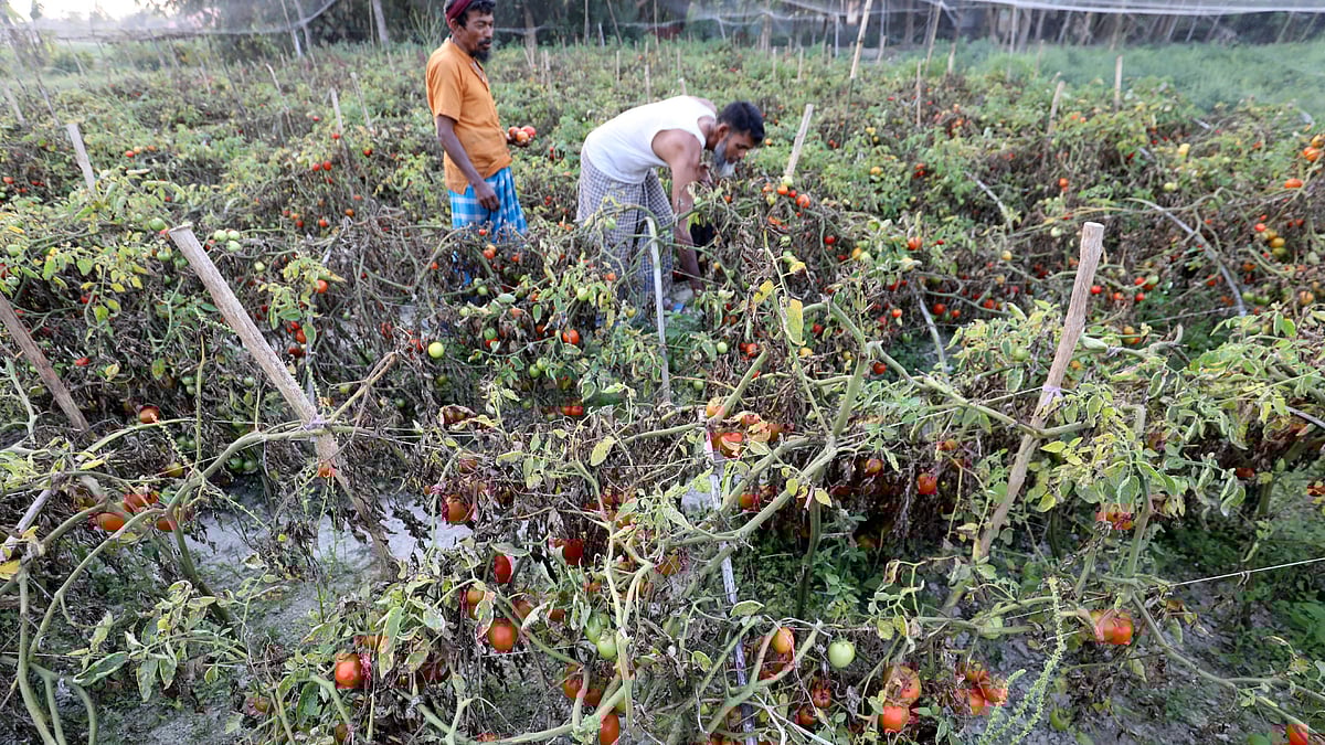 মাঠজুড়ে পাকা টমেটো।