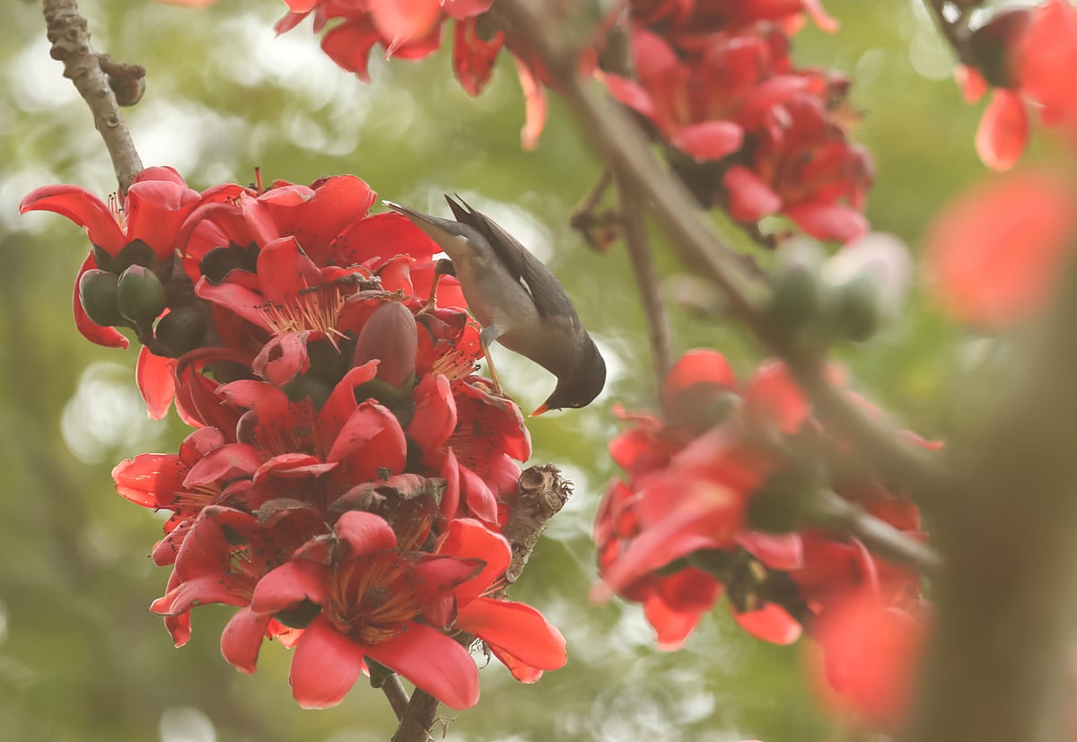 ছবি: সাইয়ান 