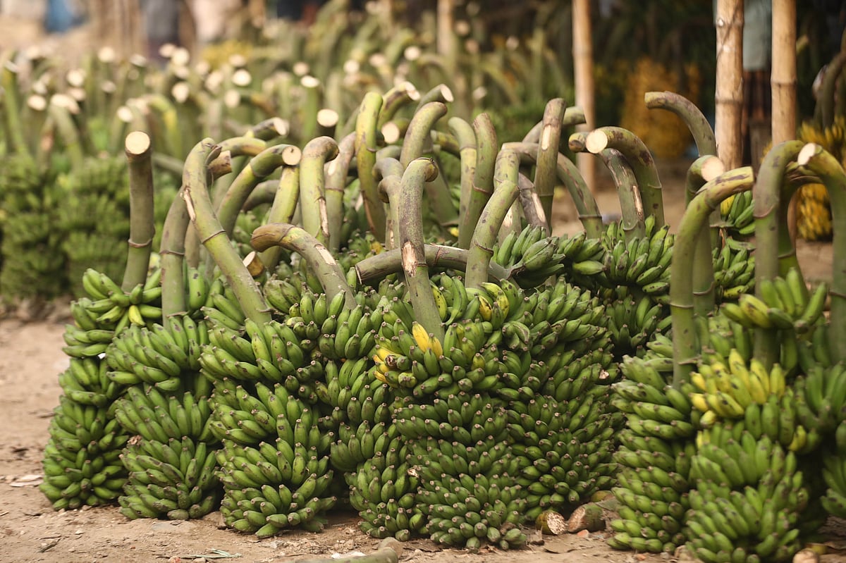 থরে থরে সাজিয়ে রাখা কলা 