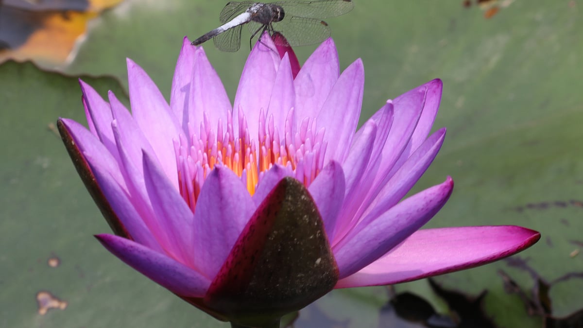 ছবি: মংহাইসিং মারমা