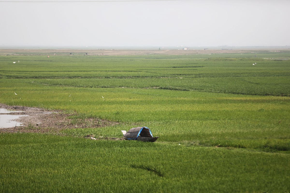 দেখার হাওরে সবুজের সমারোহ। 