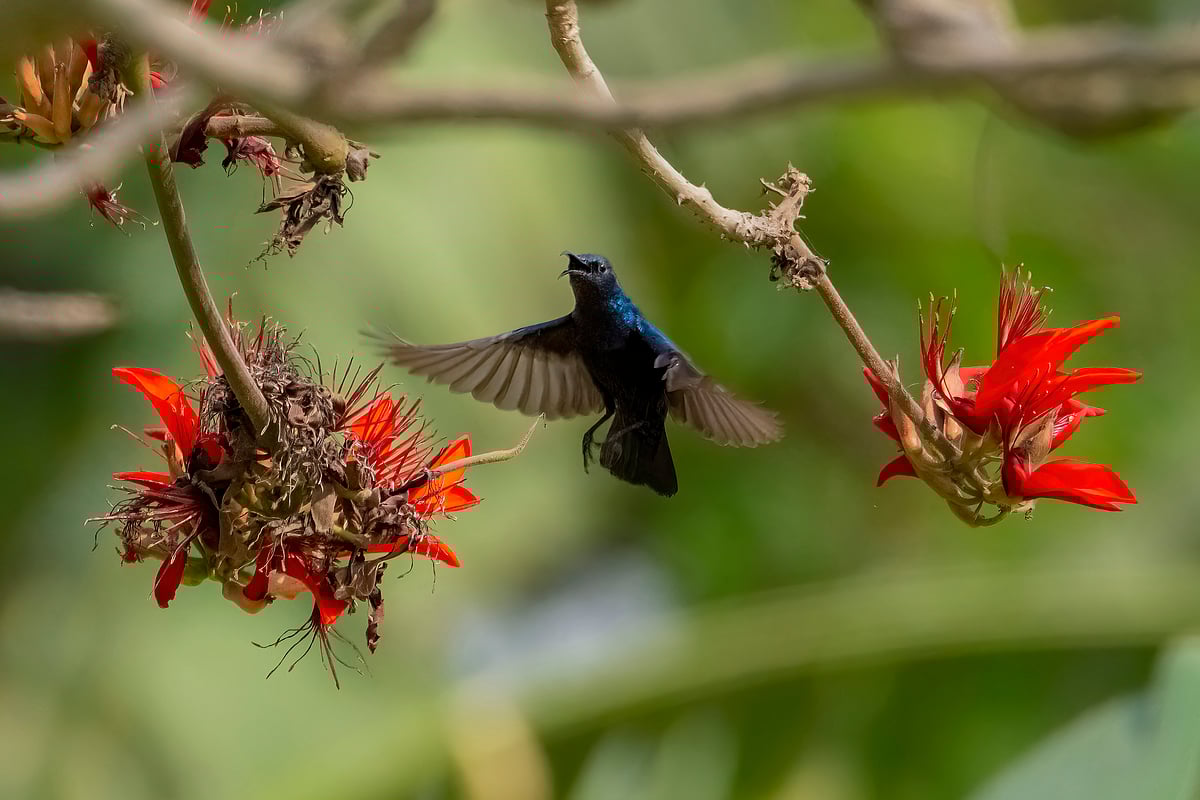 রক্তমন্দার ফুলে উড়ে এসে বসার চেষ্টা করছে মৌটুসি পাখি