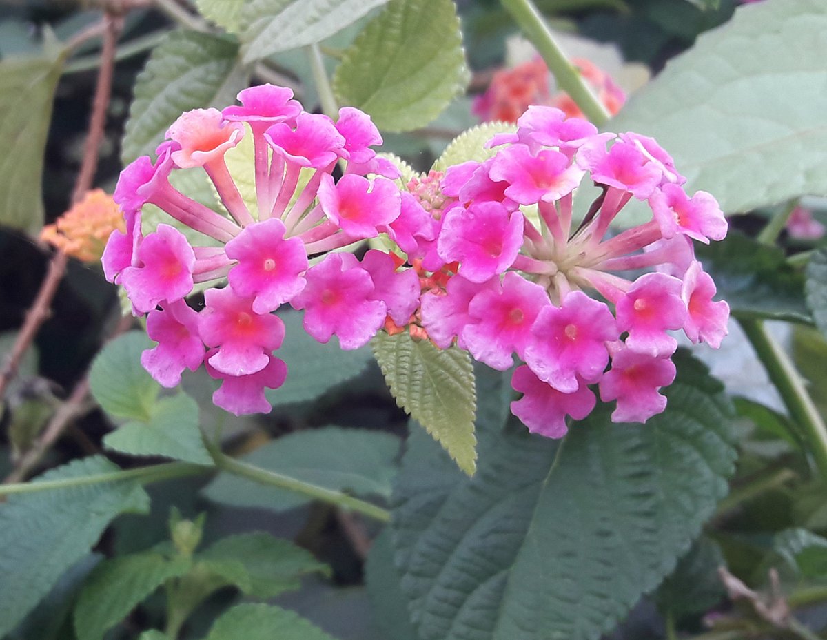 ছবি: আকমল হোসেন নিপু