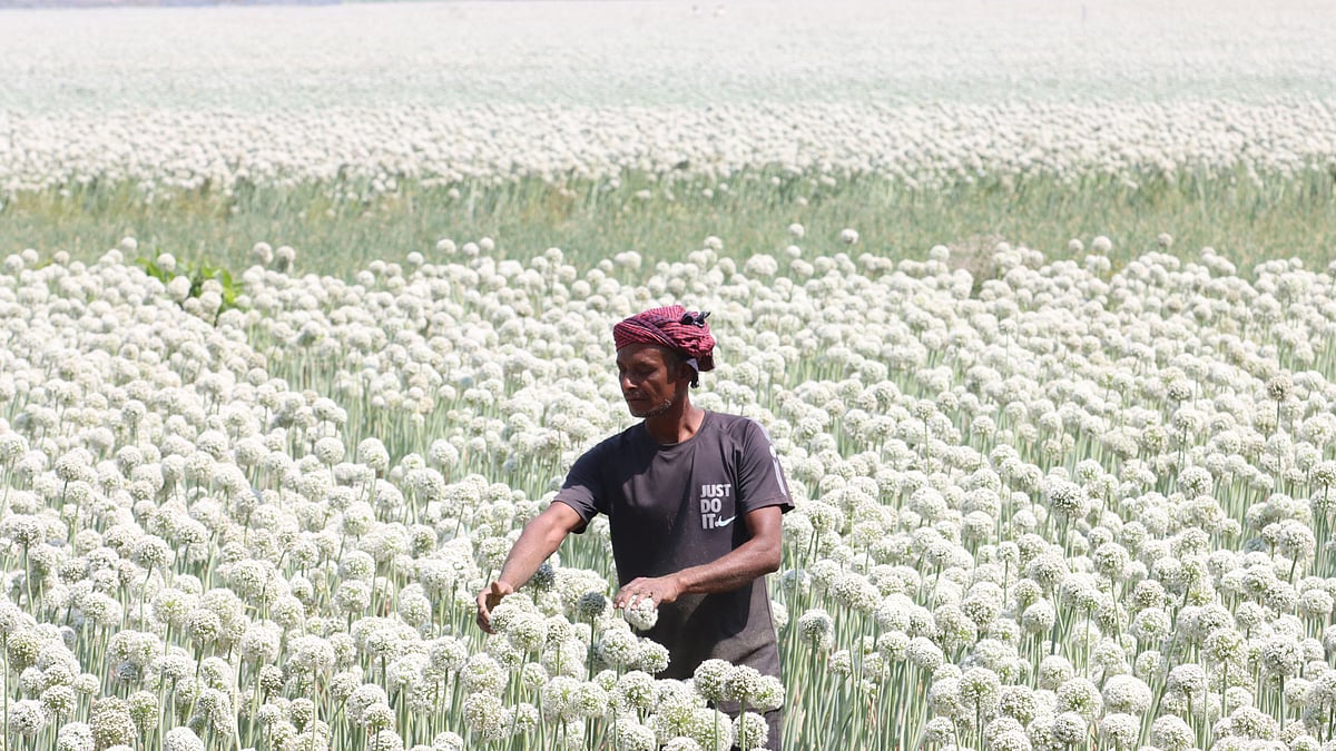 ছবি: আলীমুজ্জামান