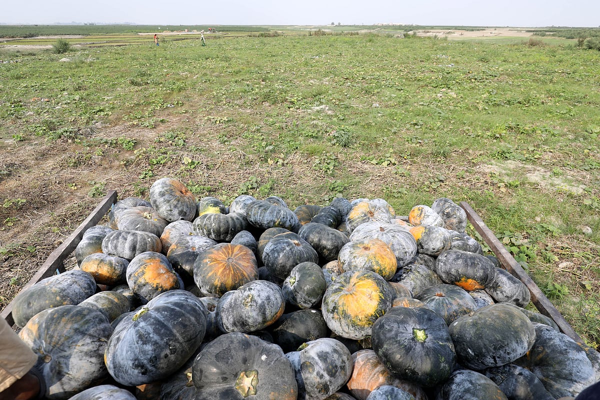 যমুনার চরে ফলানো সতেজ মিষ্টিকুমড়া
