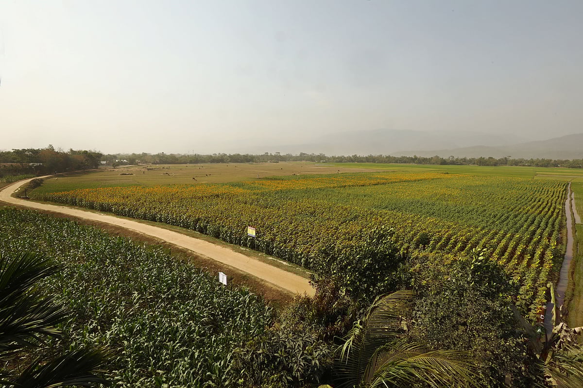 একসময় অনাবাদি পড়ে থাকা জমিতে এখন সূর্যমুখী ফুল, ধান ও ভুট্টা আবাদ করা হয়েছে 