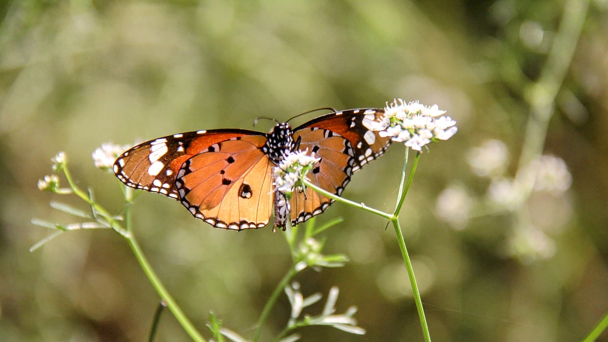 ছবি: তাফসিলুল আজিজ