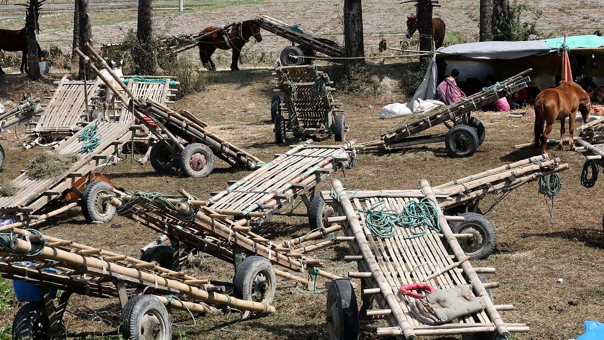 চরে রাখা হয়েছে ঘোড়ার গাড়িগুলো