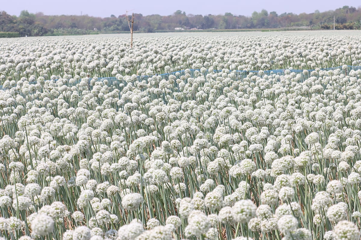 দিগন্তজুড়ে বীজ পেঁয়াজ যেন সাদা চাদর পেতে দিয়েছে মাঠে 