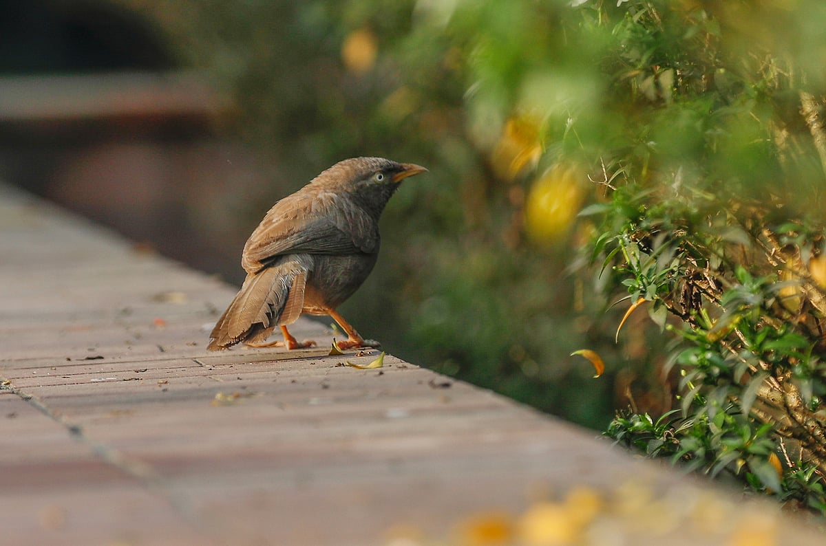 ছবি: সাদ্দাম হোসেন 