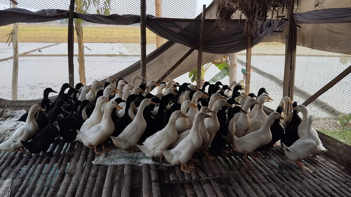 বেশি মাংস, বেশি ডিম দেয় নতুন প্রজাতির এই হাঁস—বলছেন গবেষকেরা by ইসরাত জাহান