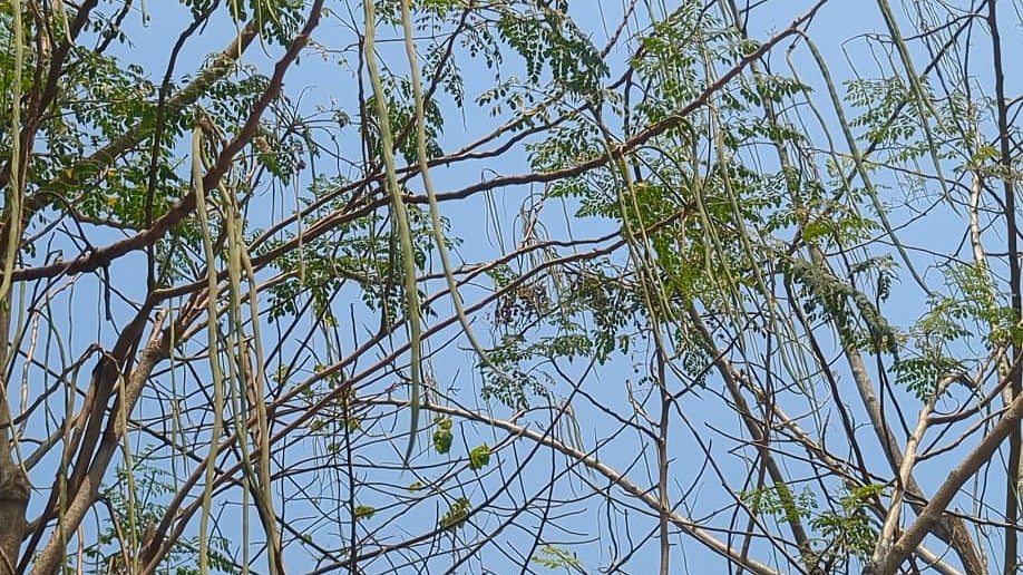 শজনেডাঁটাভরা গাছ