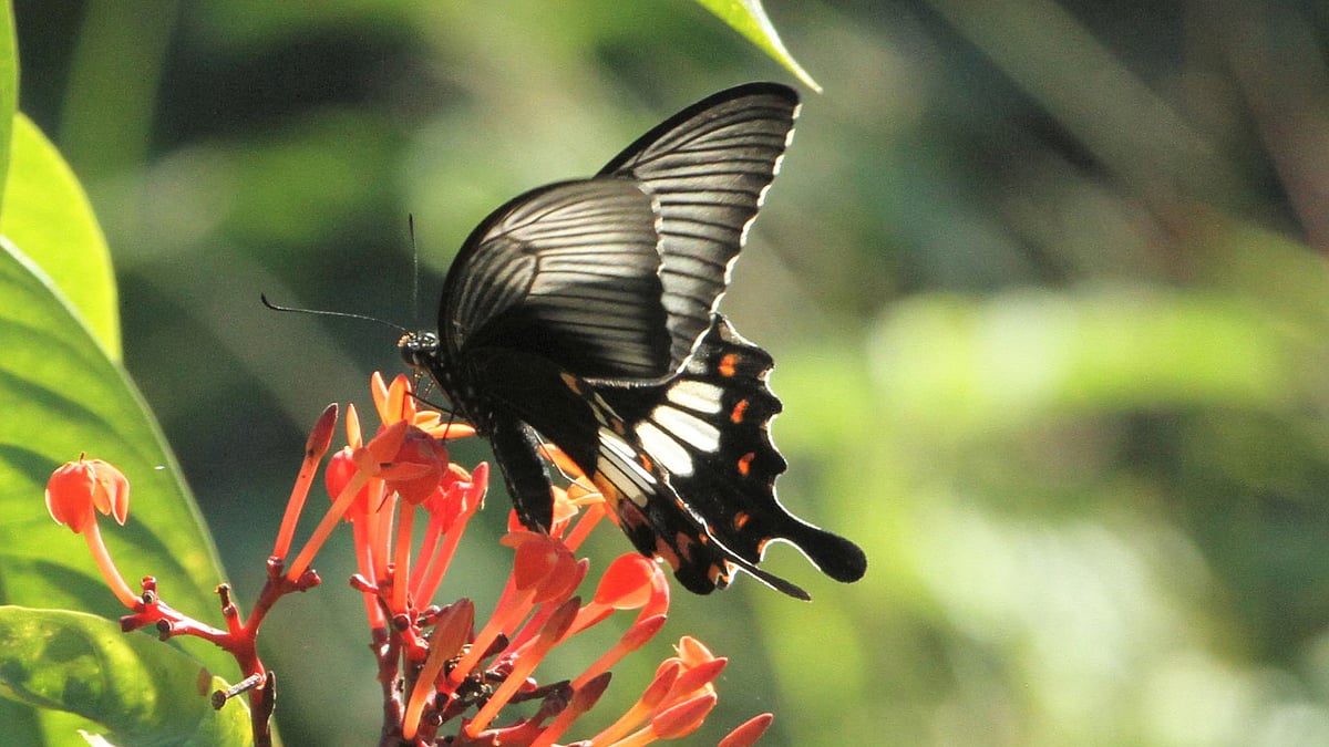 ছবি: সুপ্রিয় চাকমা