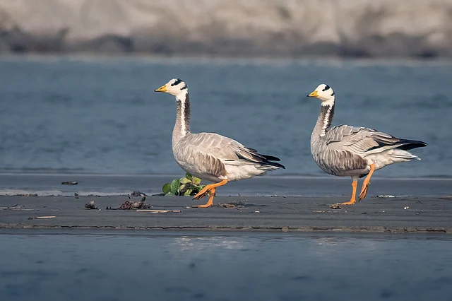 ছবি: কাফি আল আজাদ