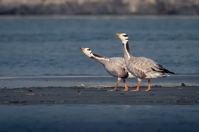 ছবি: কাফি আল আজাদ