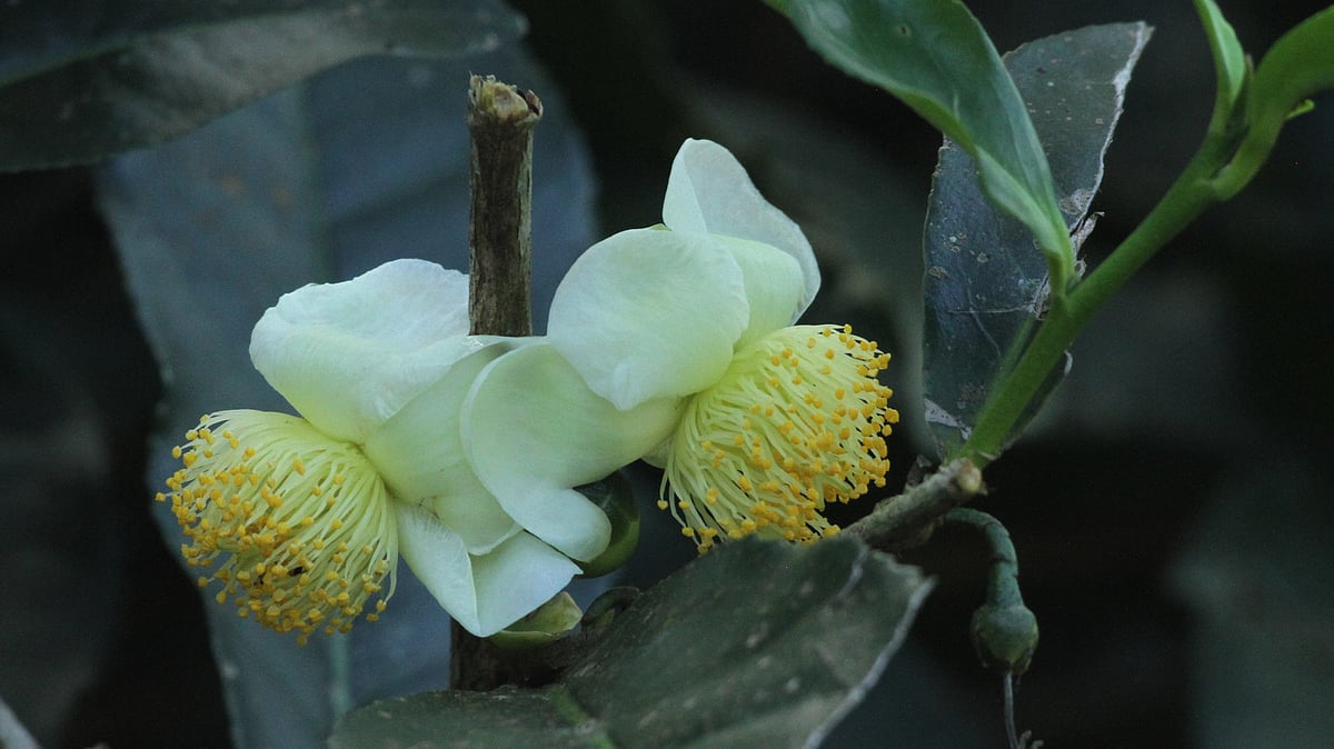  ছবি: সুপ্রিয় চাকমা