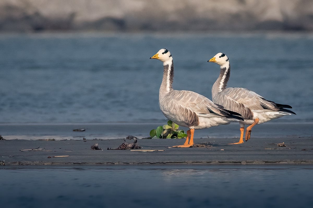 উড়তে পারা বুনো রাজহাঁসের গল্প
