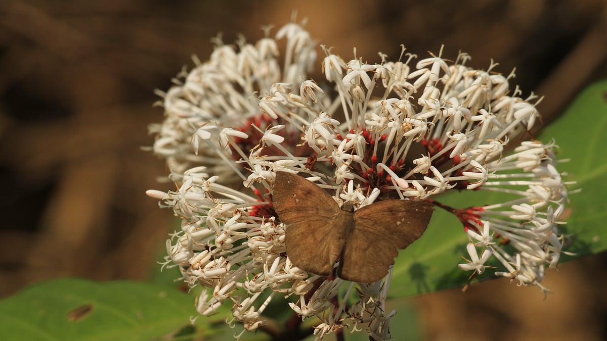  ছবি: সুপ্রিয় চাকমা