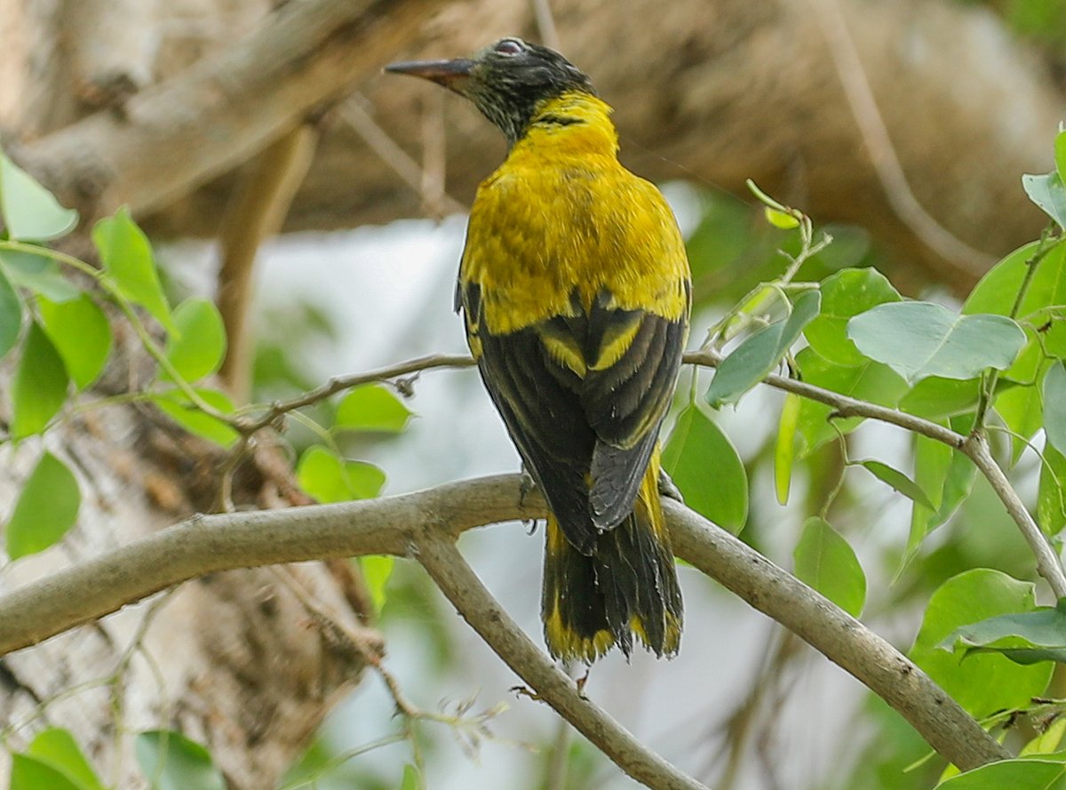 ছবি: সাদ্দাম হোসেন