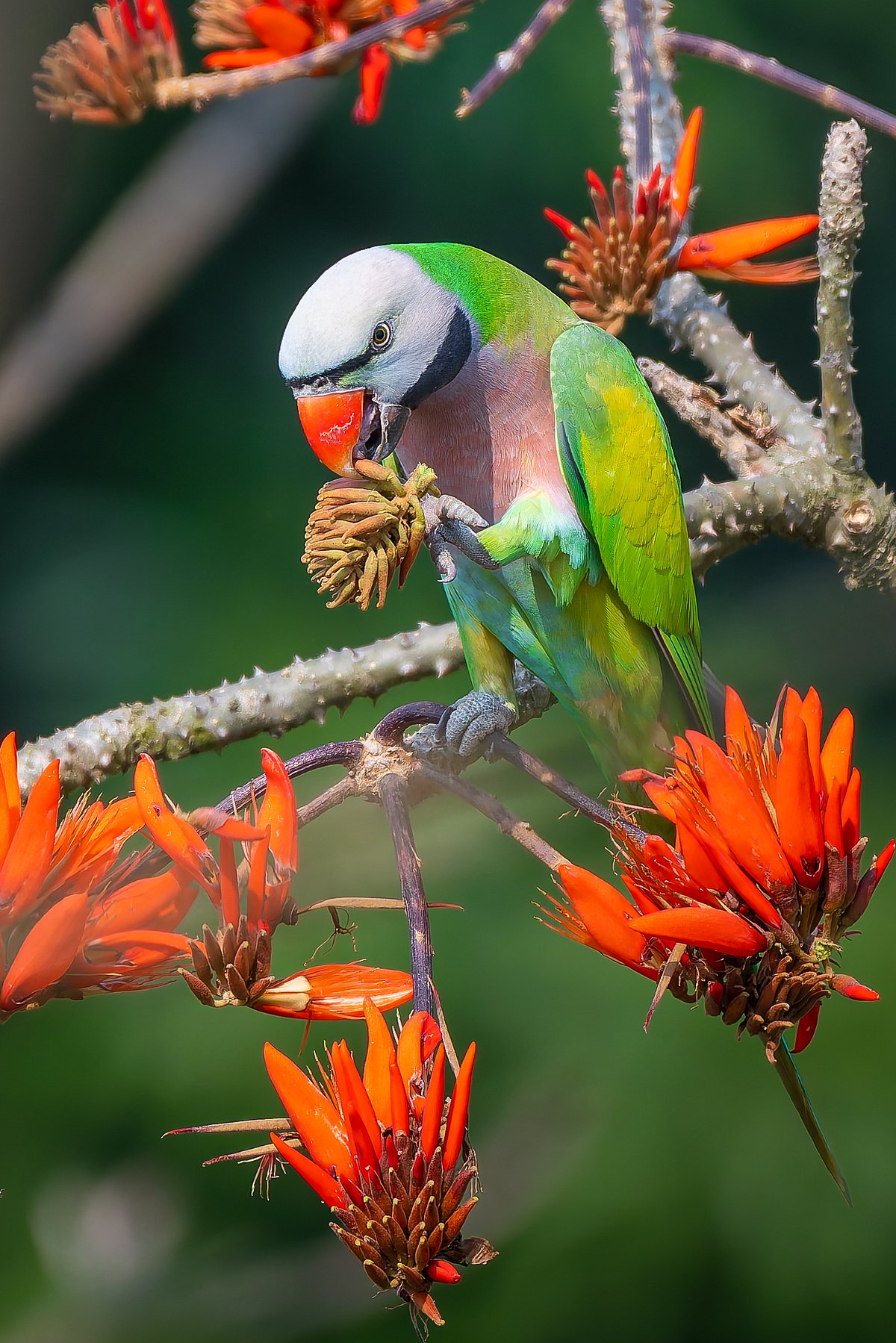 কর্কশ স্বরের সুন্দরী মদনা টিয়া