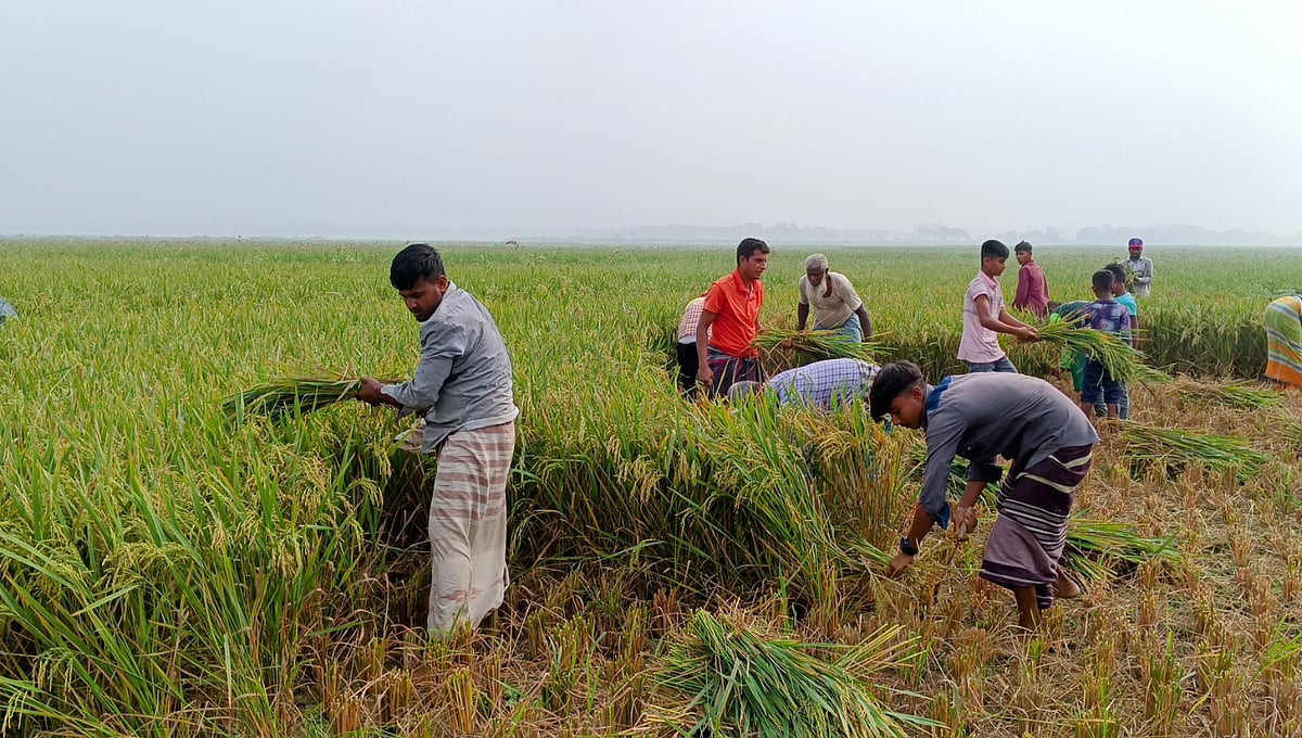 বৈশাখের ১০ দিন বাকি থাকতেই কিশোরগঞ্জের বিভিন্ন এলাকায় বোরো ধান কাটার উৎসব শুরু হয়ে গেছে। খড়ের বিনিময়ে ধান কাটায় প্রথম প্রথম এটাকে অনেকে খড় উৎসব বলেও ডাকেন। শুক্রবার সকালে কিশোরগঞ্জের হোসেনপুরের পানান বিলে